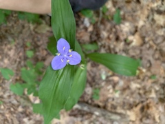 Tradescantia subaspera