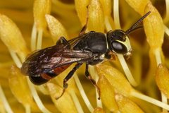 Hylaeus littleri