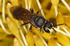 Hylaeus littleri