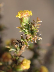 Marasmodes spinosa