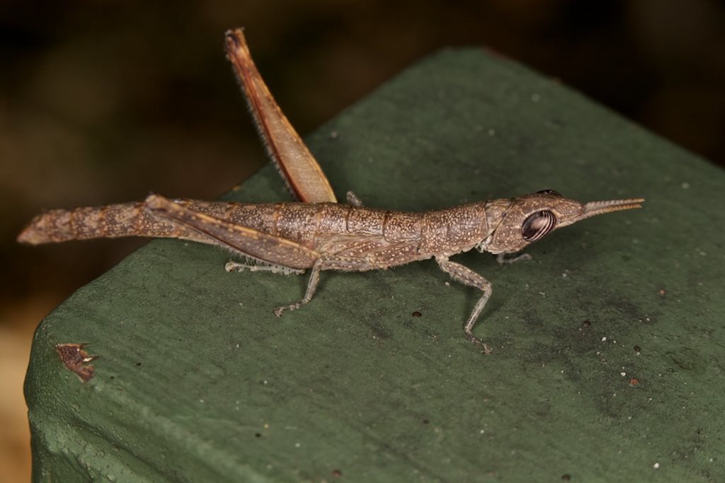 Geckomima arnhemana