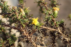 Marasmodes spinosa