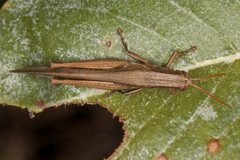 Stenocatantops vitripennis