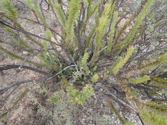 Leucadendron stellare