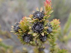Leucadendron stellare