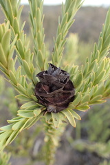 Leucadendron stellare