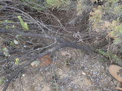 Leucadendron stellare