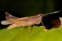 Rectitropis exclusa