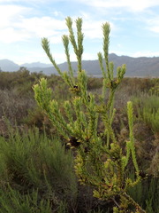Leucadendron stellare