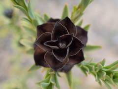 Leucadendron stellare