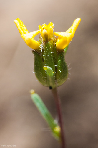 Smallflowered Calycadenia (Calycadenia micrantha) · iNaturalist