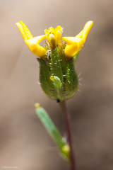 Calycadenia micrantha