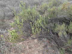 Leucadendron stellare