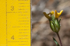 Calycadenia micrantha