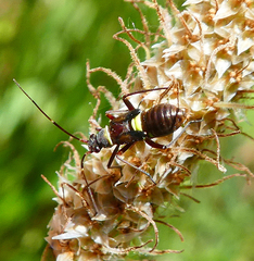 Closterotomus biclavatus