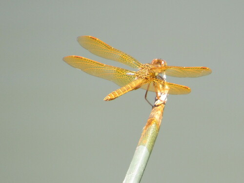 iNaturalist observation photo of Mexican Amberwing