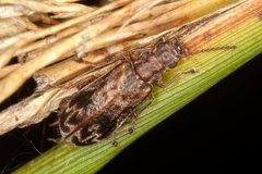 Dasytomima rachelae