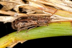Dasytomima rachelae