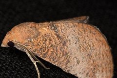Mnesampela privata