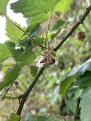 Rubus taitoensis