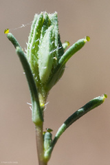 Calycadenia micrantha