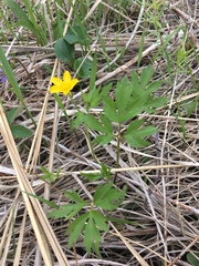Ranunculus hispidus