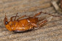 Phyllotocus nigripennis