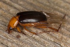 Phyllotocus nigripennis