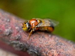 Pachyprosopis kellyi