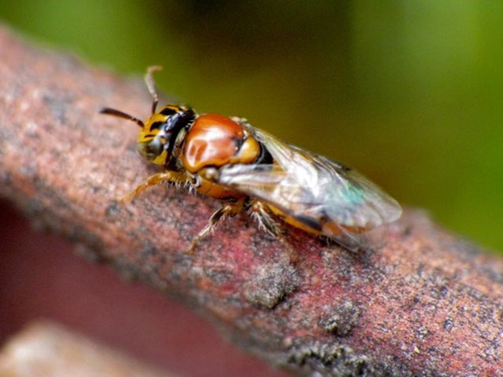 Pachyprosopis kellyi