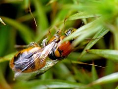 Pachyprosopis kellyi
