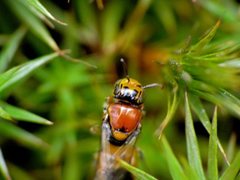 Pachyprosopis kellyi