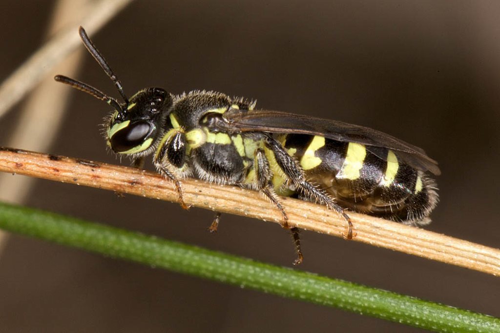 Callohesma calliopsiformis