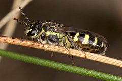 Callohesma calliopsiformis