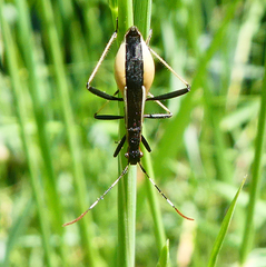 Micrelytra fossularum