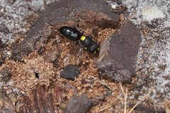 Hylaeus perplexus
