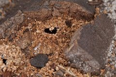 Hylaeus perplexus