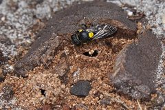 Hylaeus perplexus