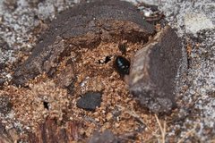 Hylaeus perplexus