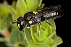 Hylaeus perplexus