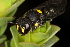 Hylaeus perplexus