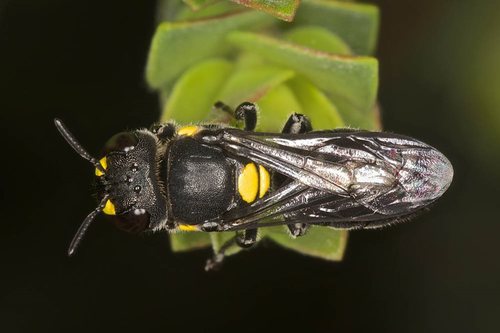 Hylaeus perplexus