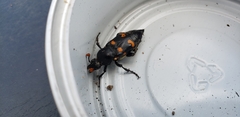 Nicrophorus carolina