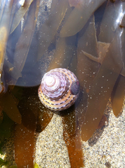 Calliostoma tricolor