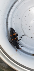 Nicrophorus carolina