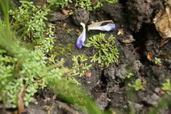 Riccia canaliculata