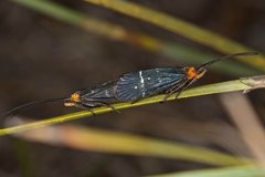 Plectrotarsus tasmanicus