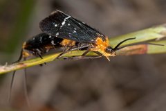 Plectrotarsus tasmanicus