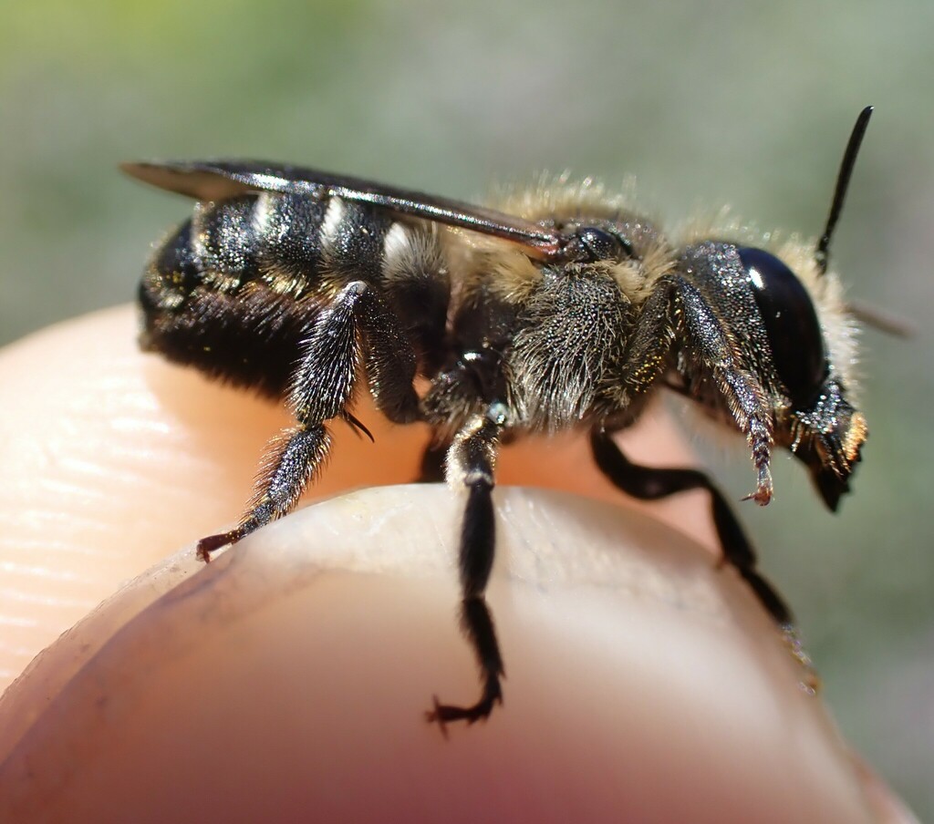 Osmia melanogaster