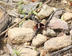 Bombylius pygmaeus